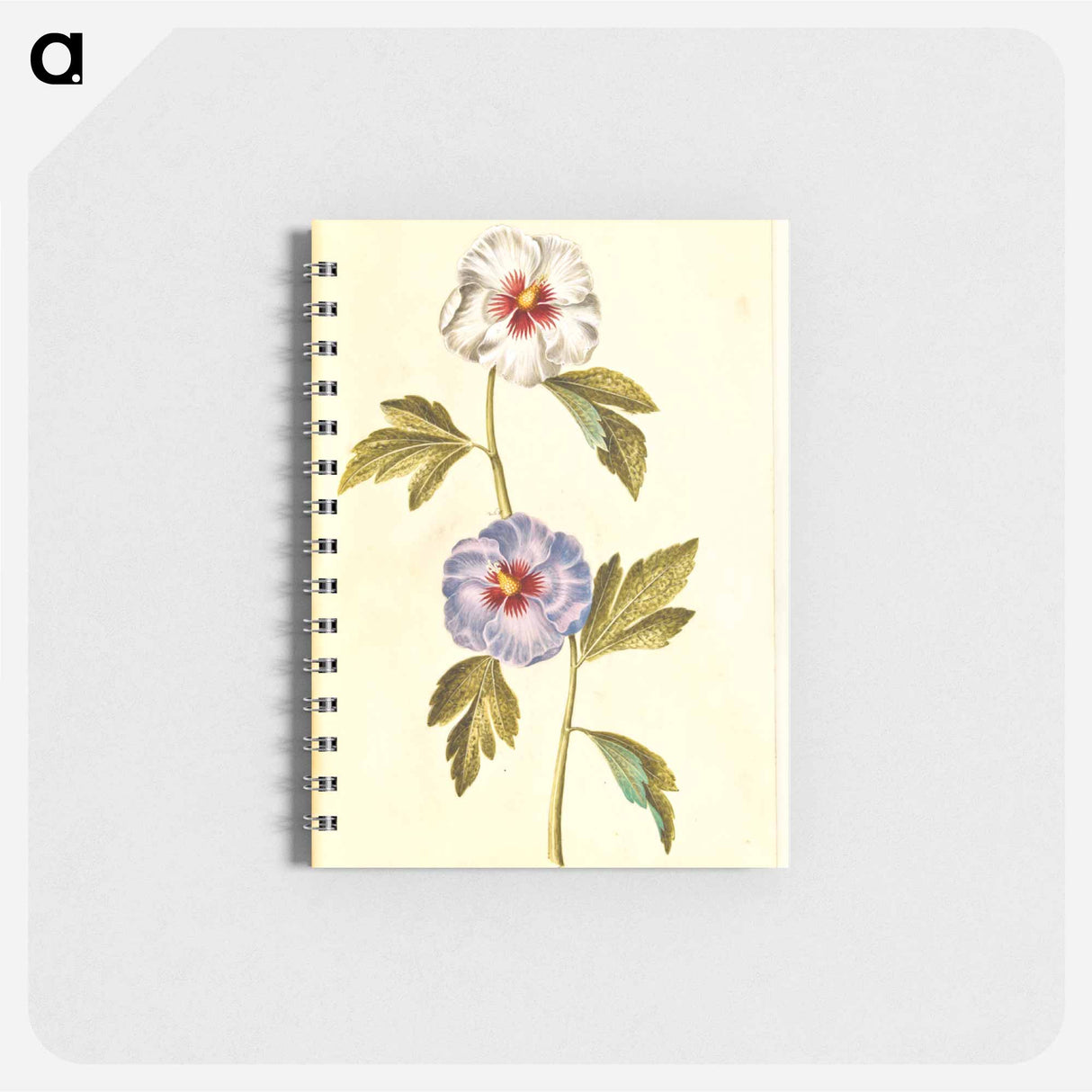 アートメモ帳-Hibiscus Syriacus
- マリア ジビーラ メーリアン Memo.