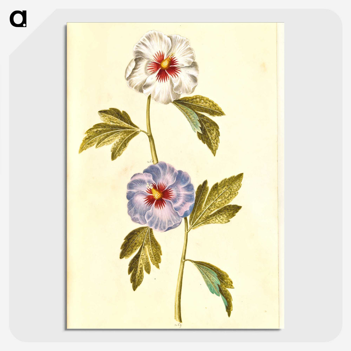 1-65_Maria-Sibylla-Merian_picture-crop