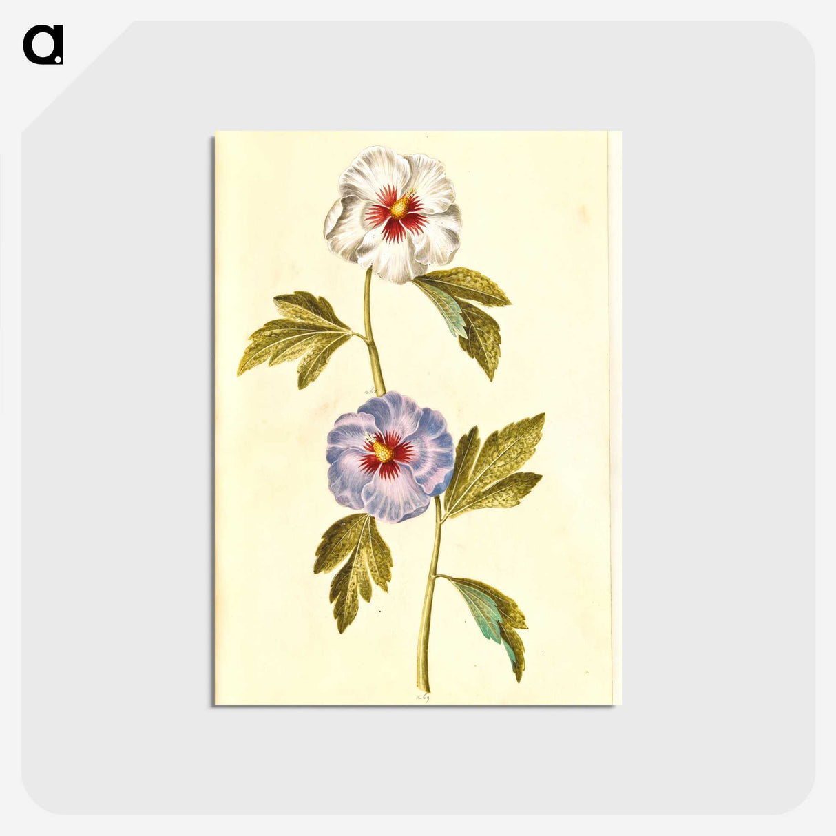 1-65_Maria-Sibylla-Merian_postcard