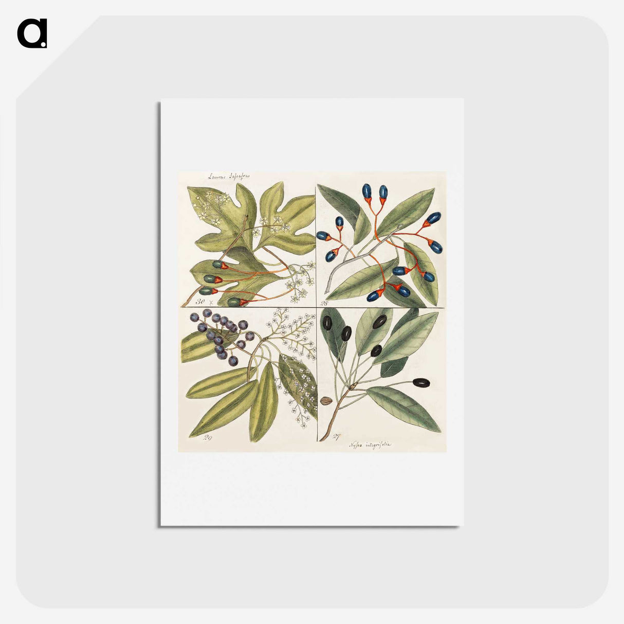 1-65_Mark-Catesby_hagaki