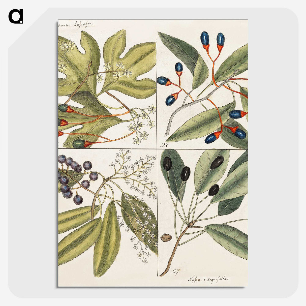 1-65_Mark-Catesby_picture-crop