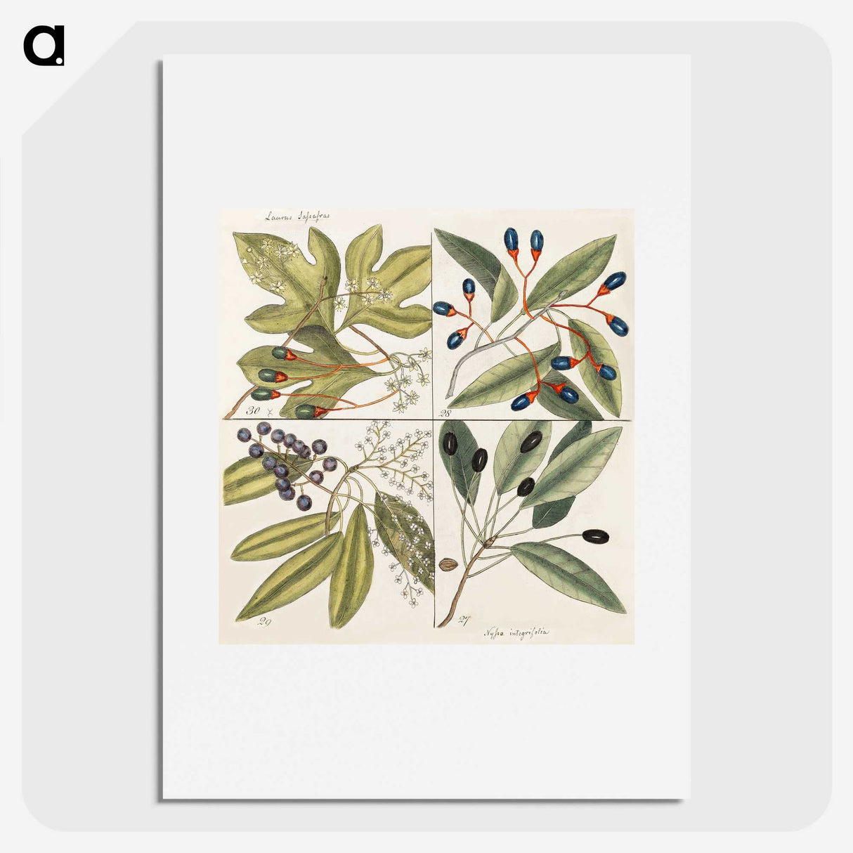 1-65_Mark-Catesby_picture