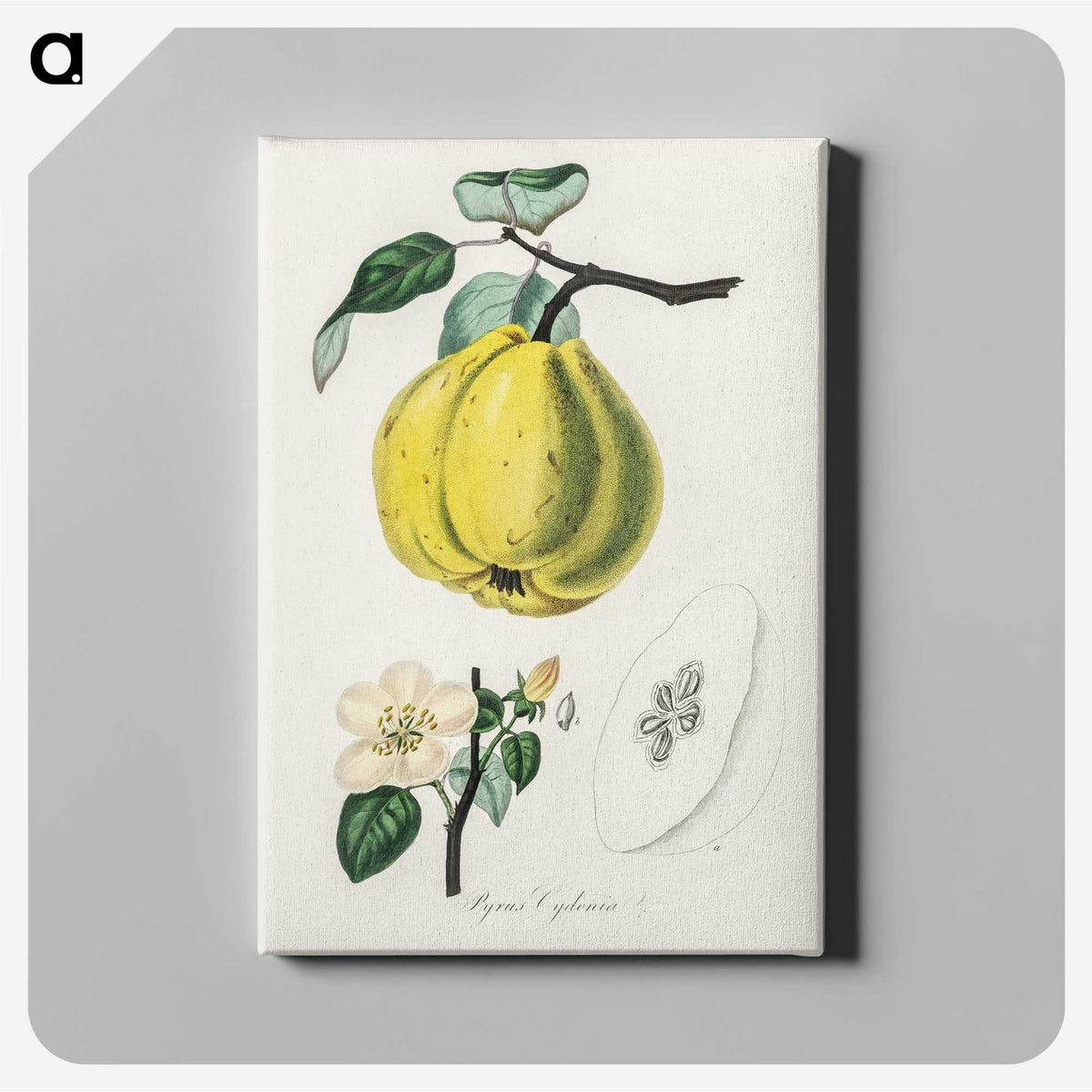 1-65_Medical-Botany_canvas