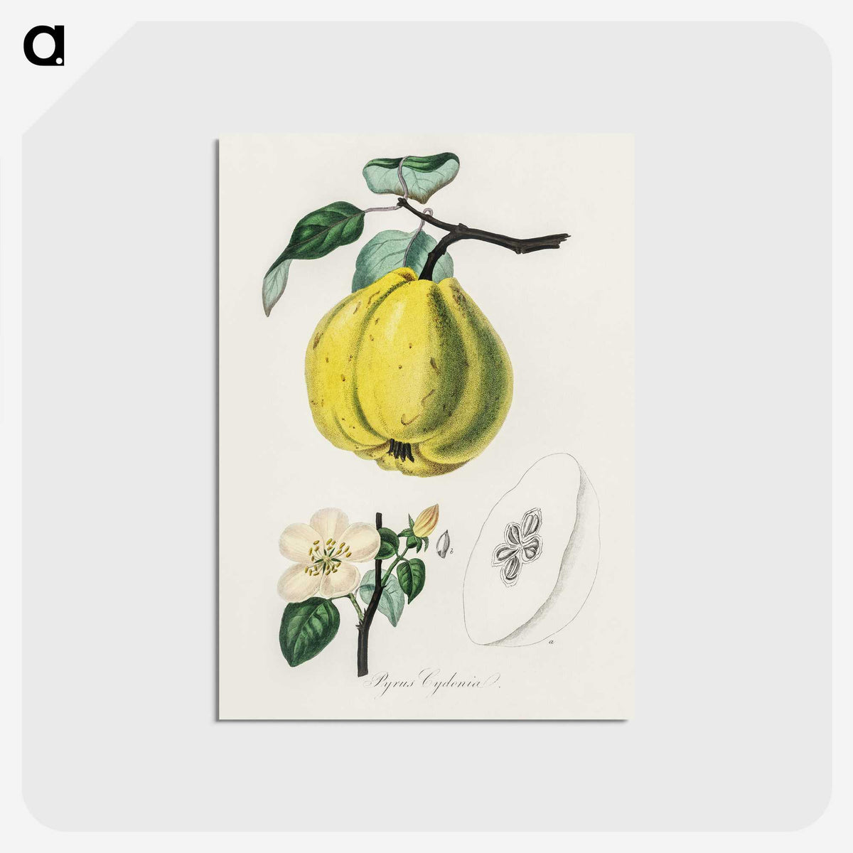 1-65_Medical-Botany_postcard