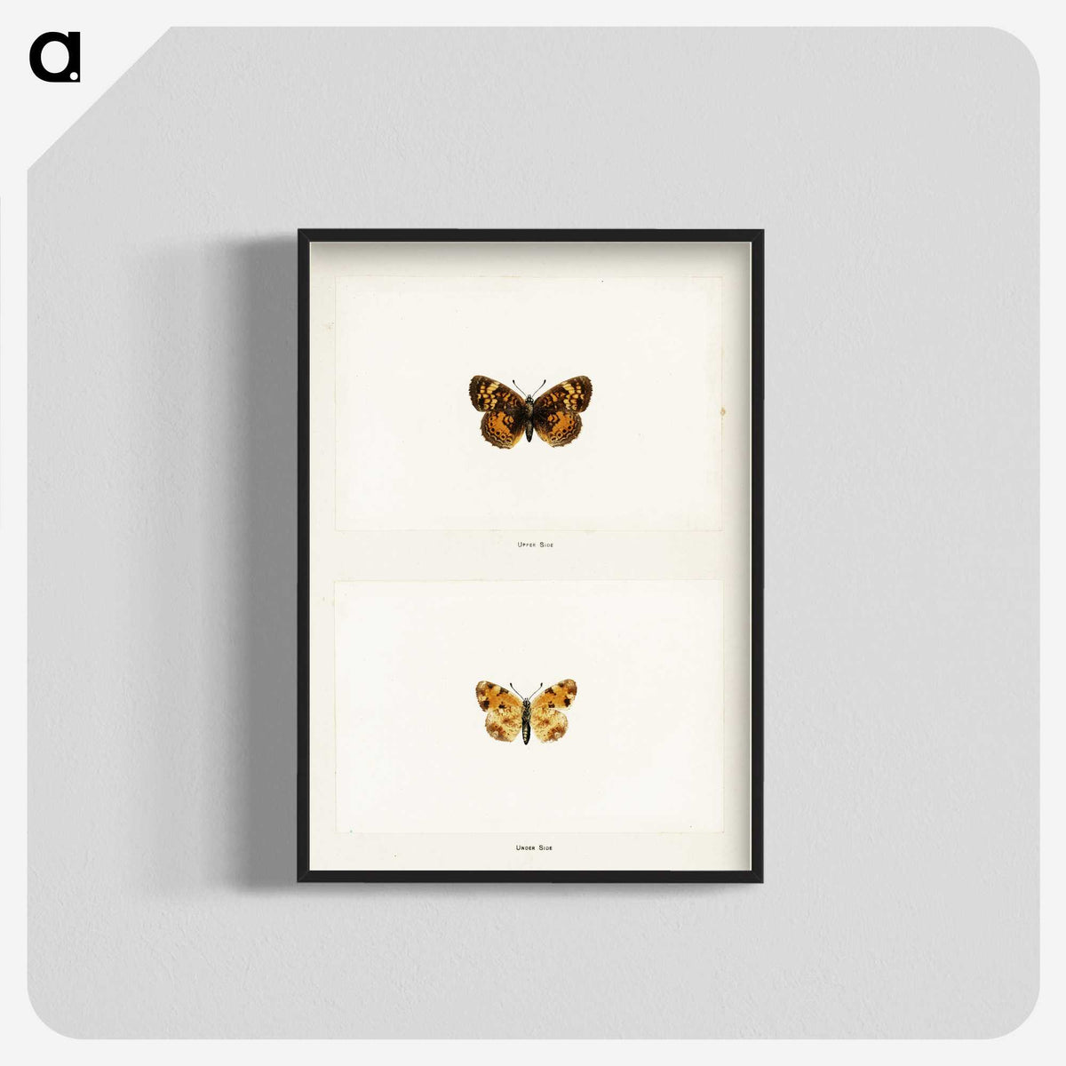 1-65_Moths-and-Butterflies-of-the-United-States_blk-crop