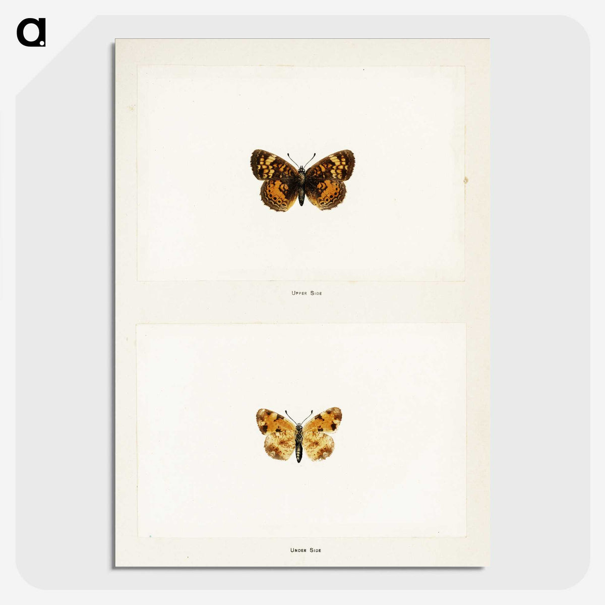 1-65_Moths-and-Butterflies-of-the-United-States_picture-crop