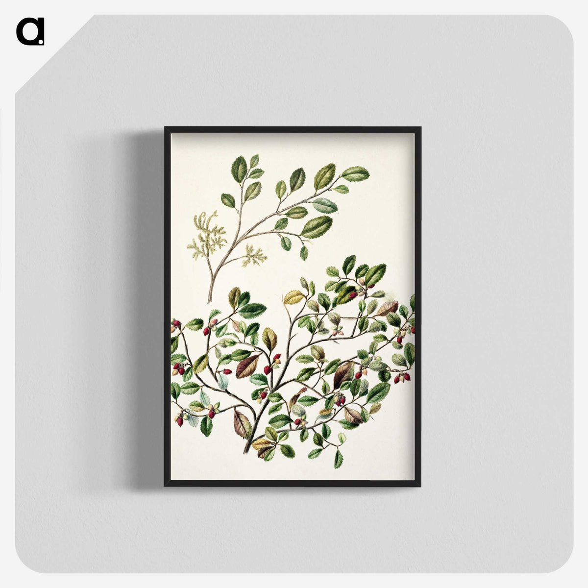 1-65_Native-Flowering-Plants-of-New-Zealand_blk-crop