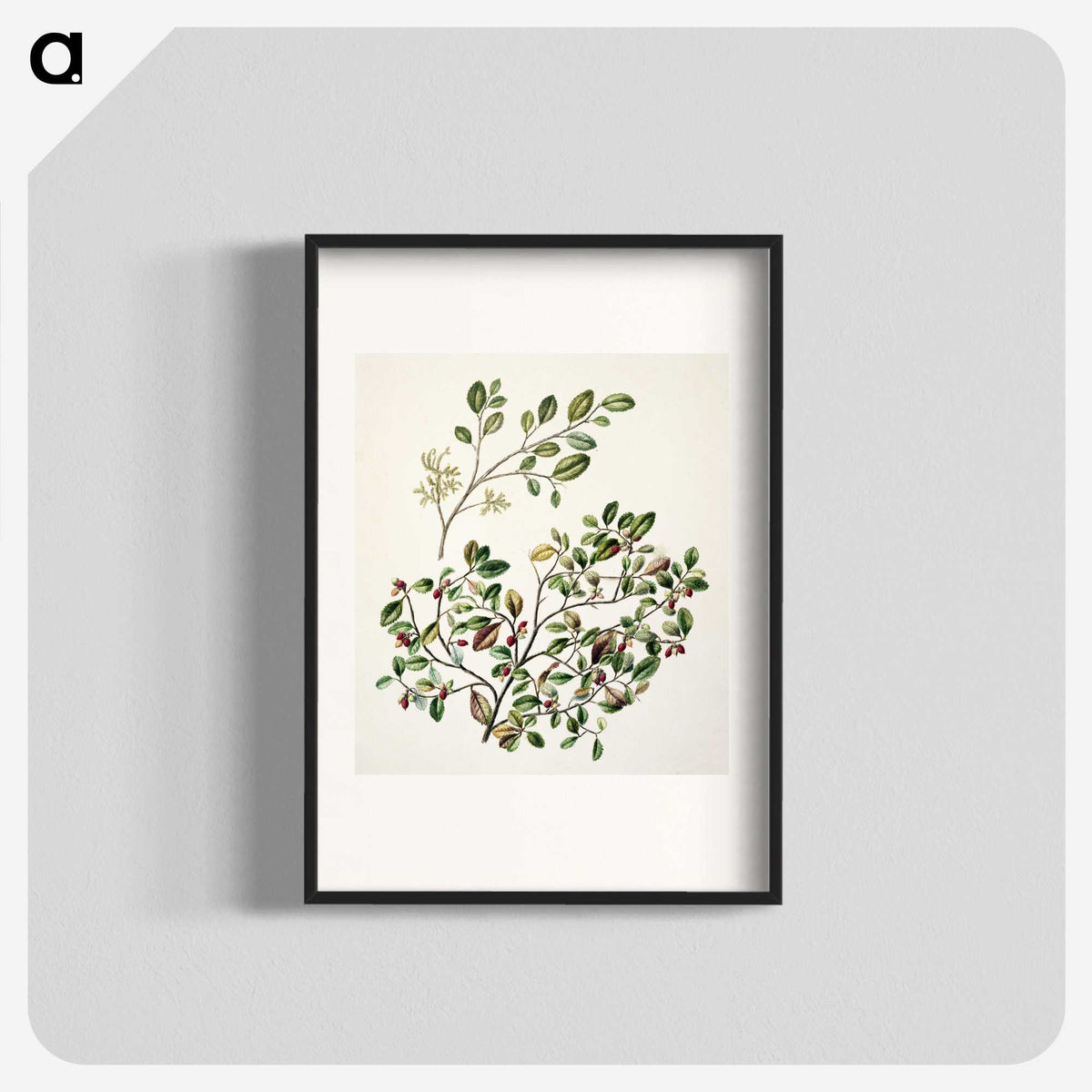 1-65_Native-Flowering-Plants-of-New-Zealand_blk