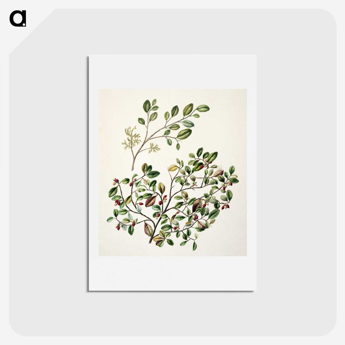 1-65_Native-Flowering-Plants-of-New-Zealand_hagaki
