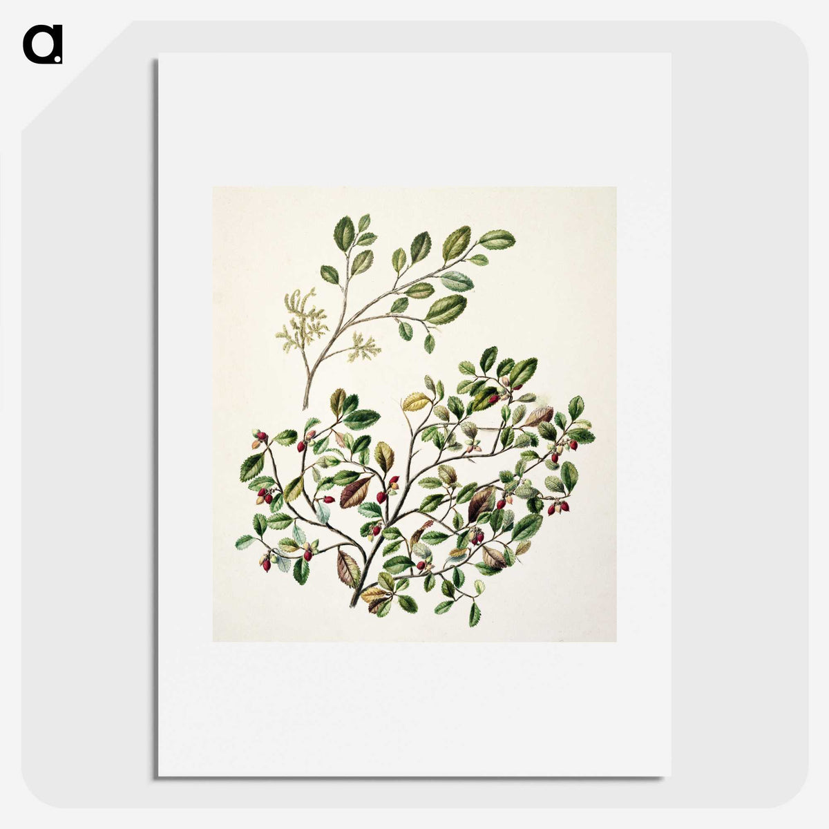 1-65_Native-Flowering-Plants-of-New-Zealand_picture
