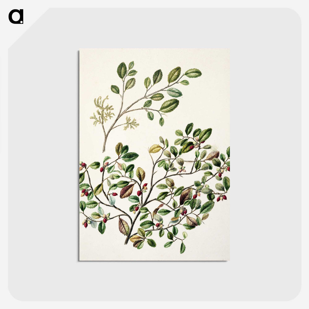 1-65_Native-Flowering-Plants-of-New-Zealand_postcard