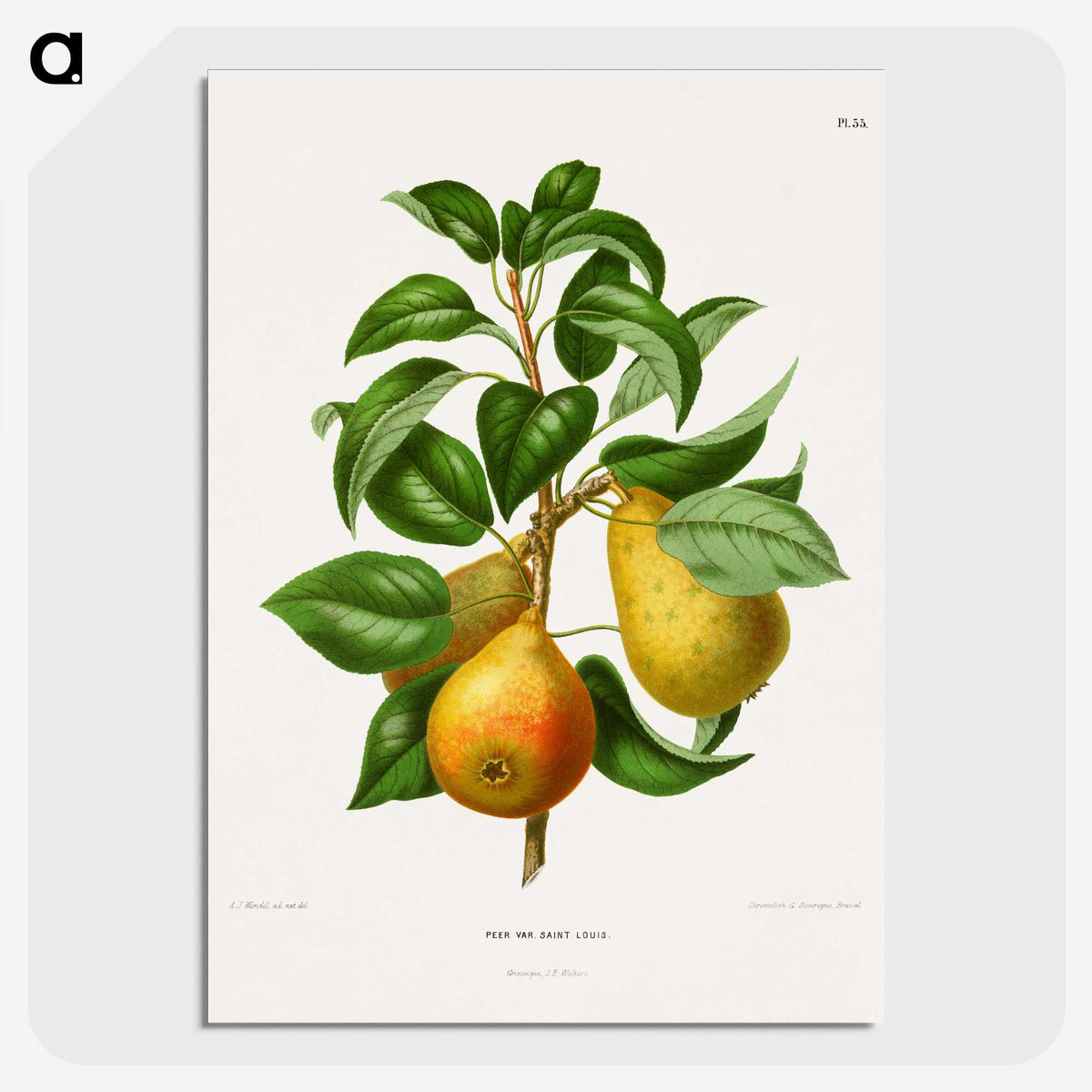 1-65_Nederlandsche-Flora-en-Pomona_picture-crop