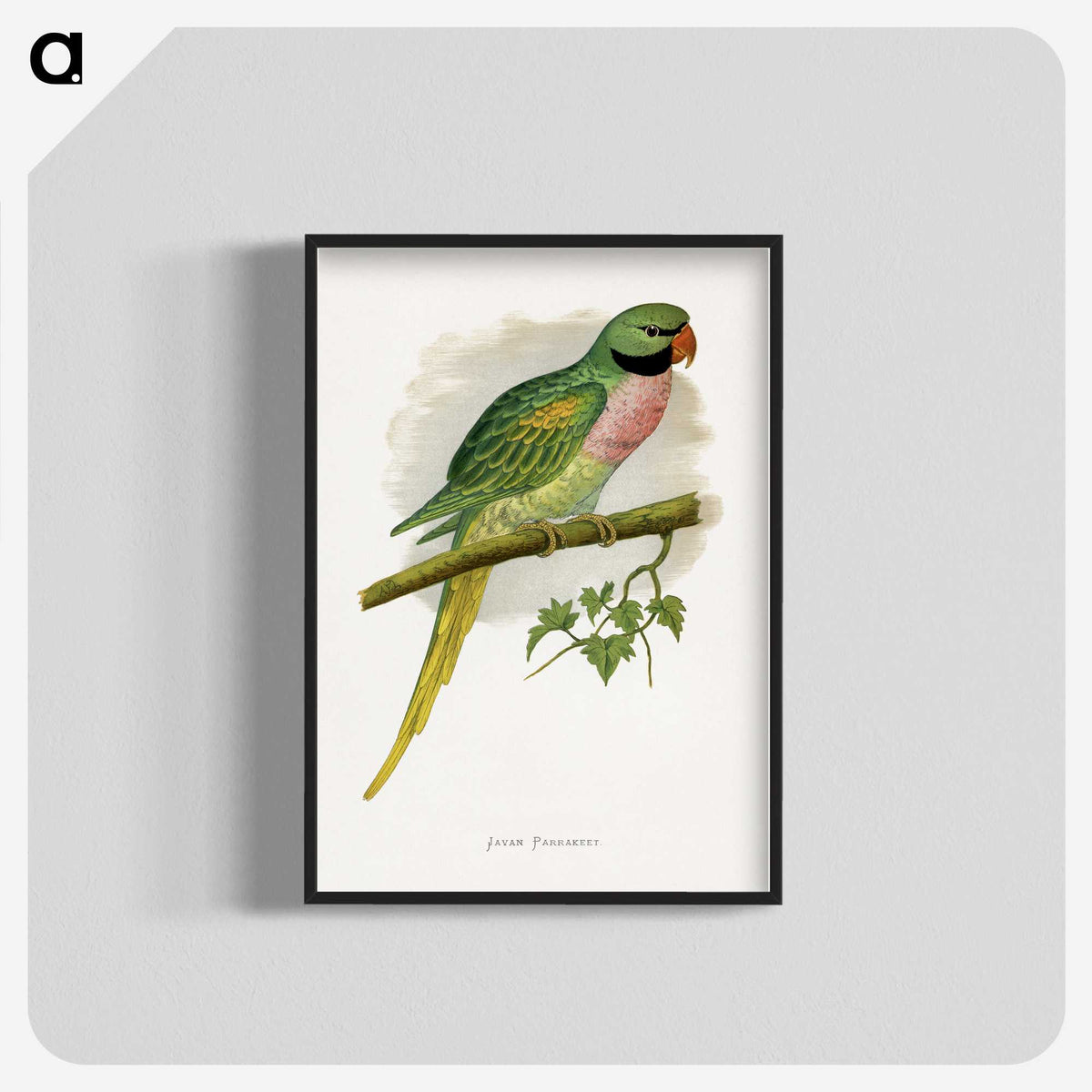1-65_Parrots-in-Captivity_blk-crop