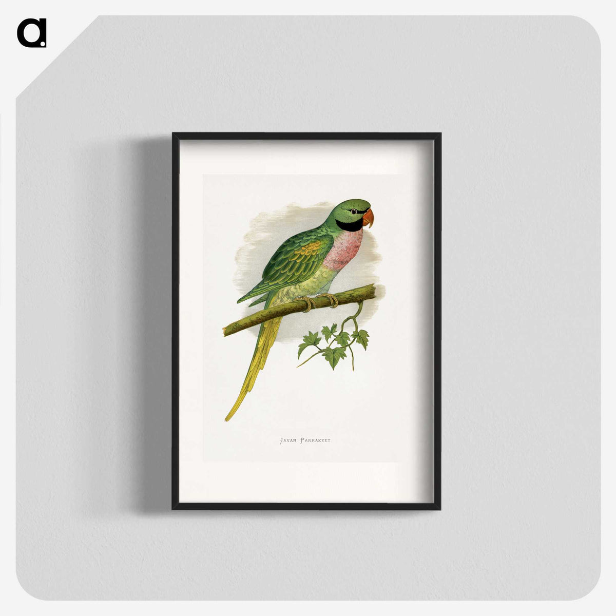 1-65_Parrots-in-Captivity_blk