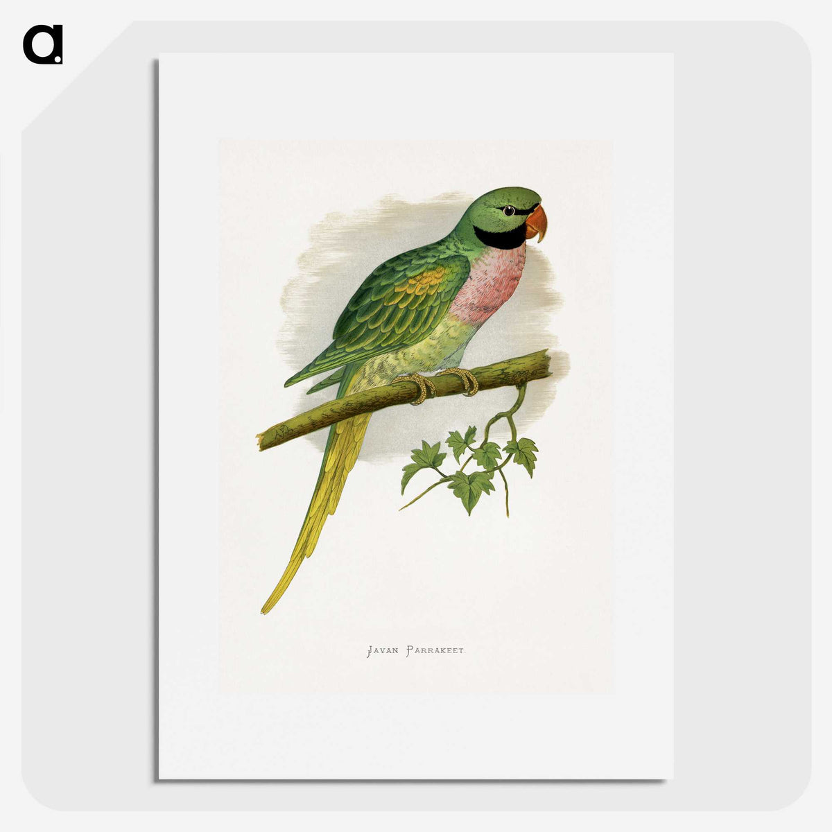 1-65_Parrots-in-Captivity_picture