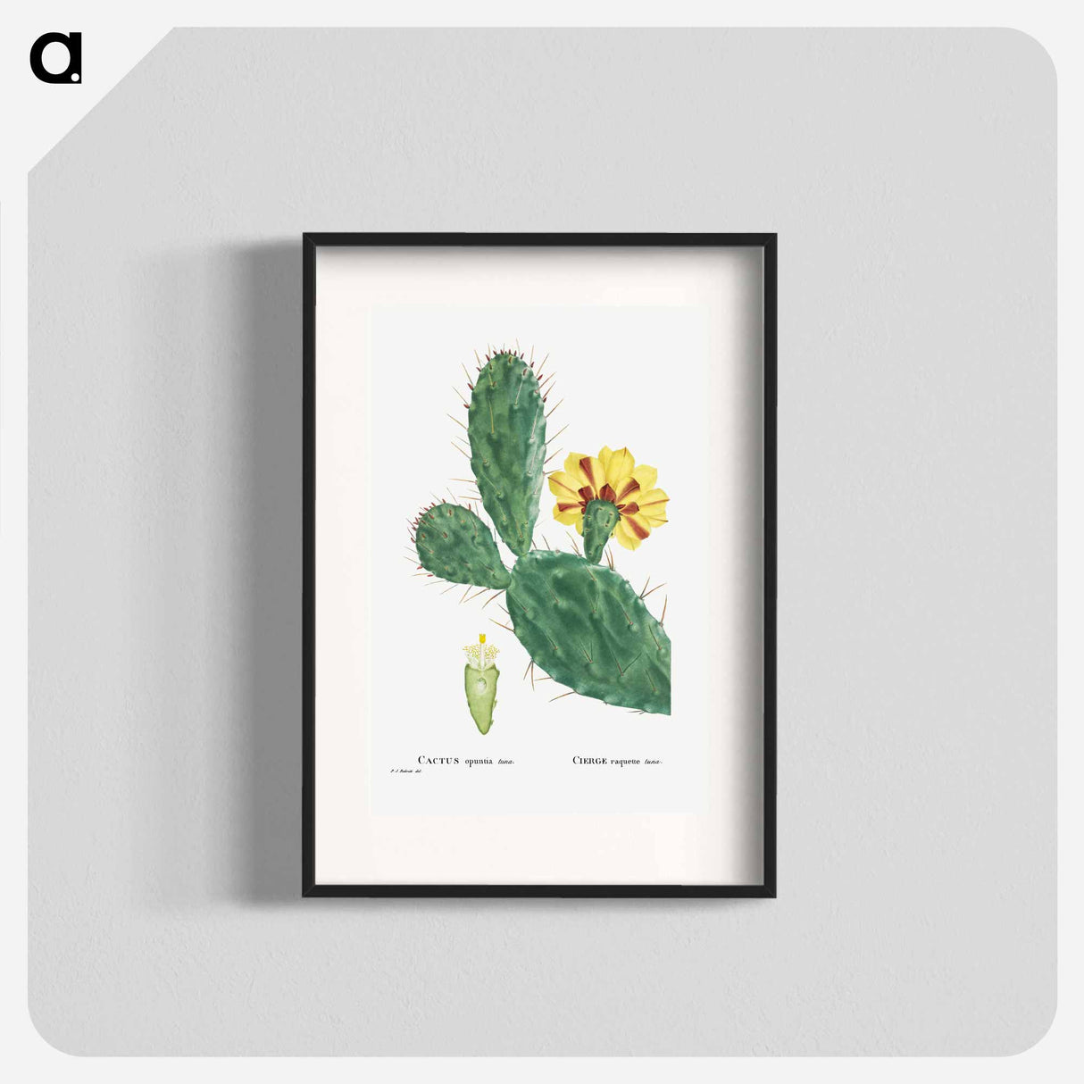 Cactus Opuntia Tuna (Prickly Pear) - Pierre Joseph Redouté Poster.