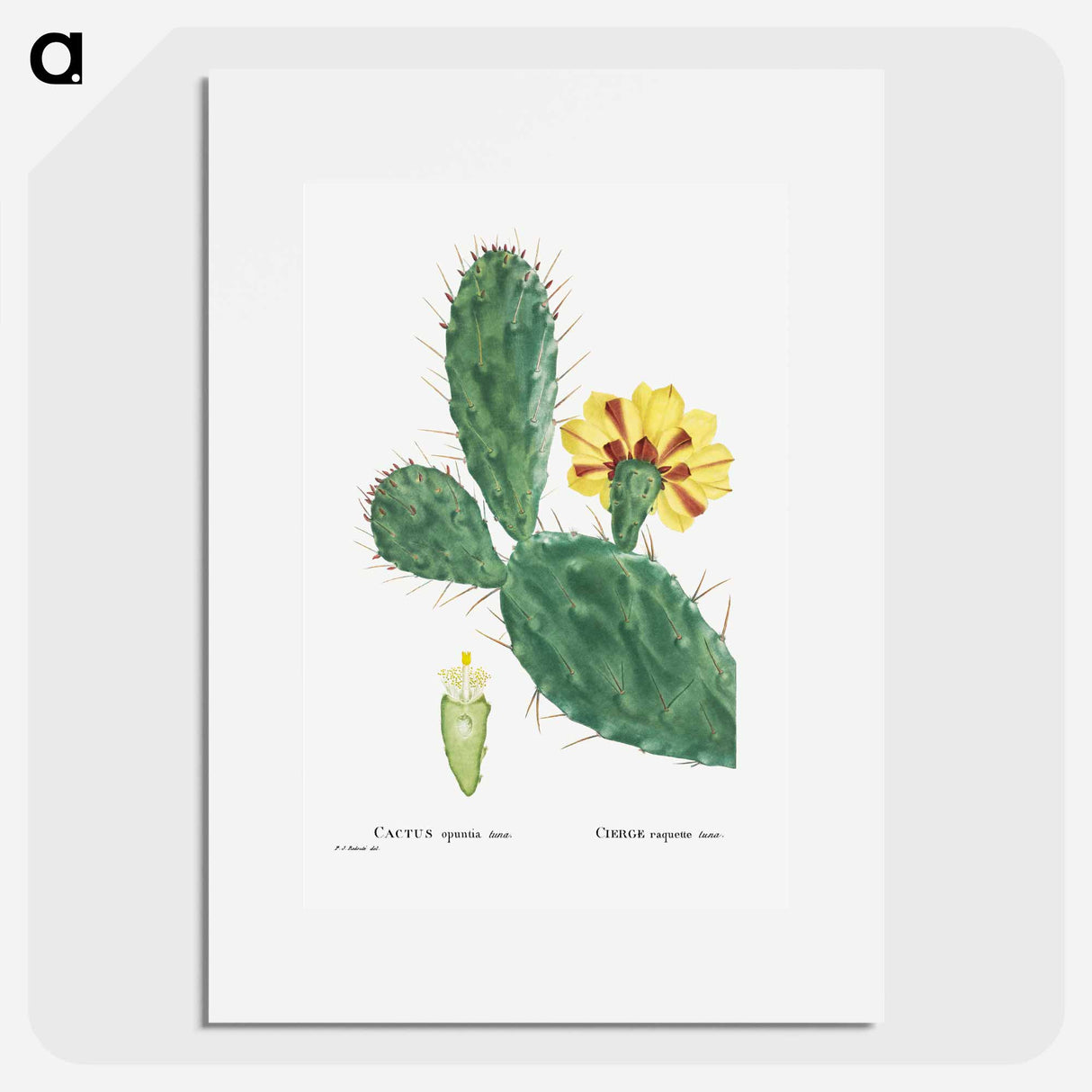 Cactus Opuntia Tuna (Prickly Pear) - Pierre Joseph Redouté Poster.