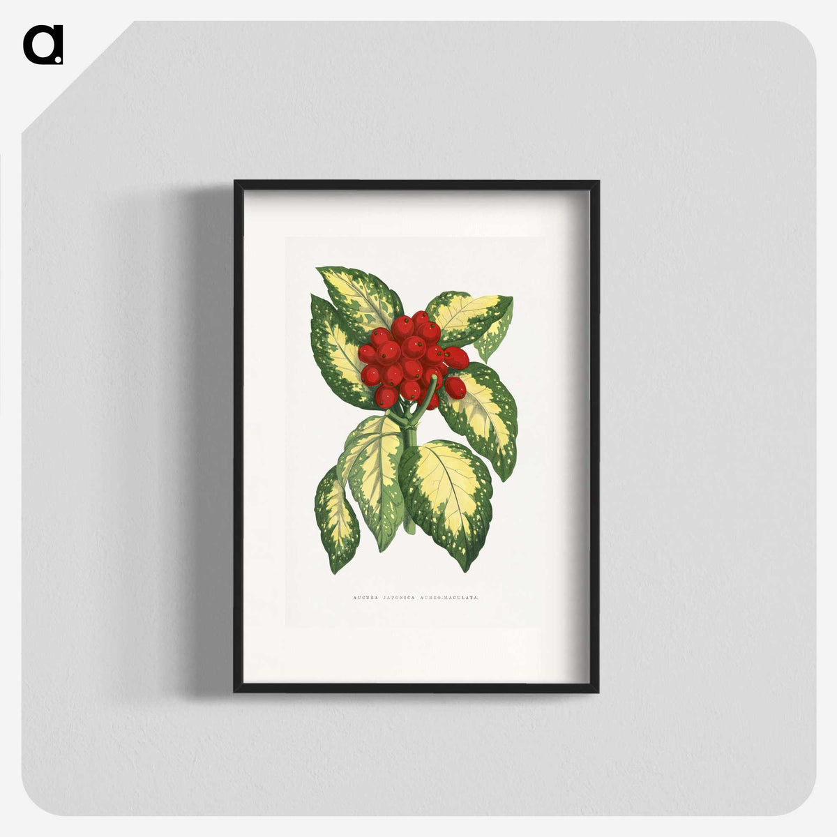 1-65_Plants-with-Colored-Foliage_blk