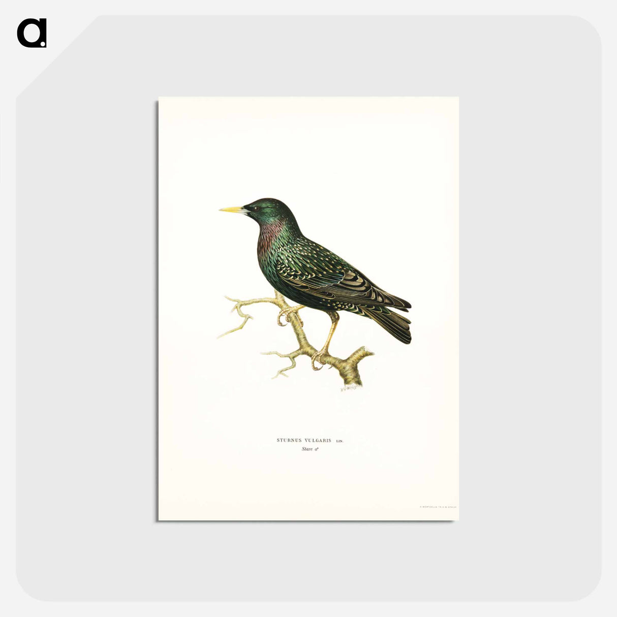 アートポストカード-European Starling
- スヴェンスカ フォグラル Postcard.