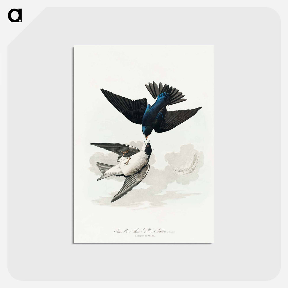 アートポストカード-White-bellied Swallow from Birds of America
- アメリカの鳥たち Postcard.