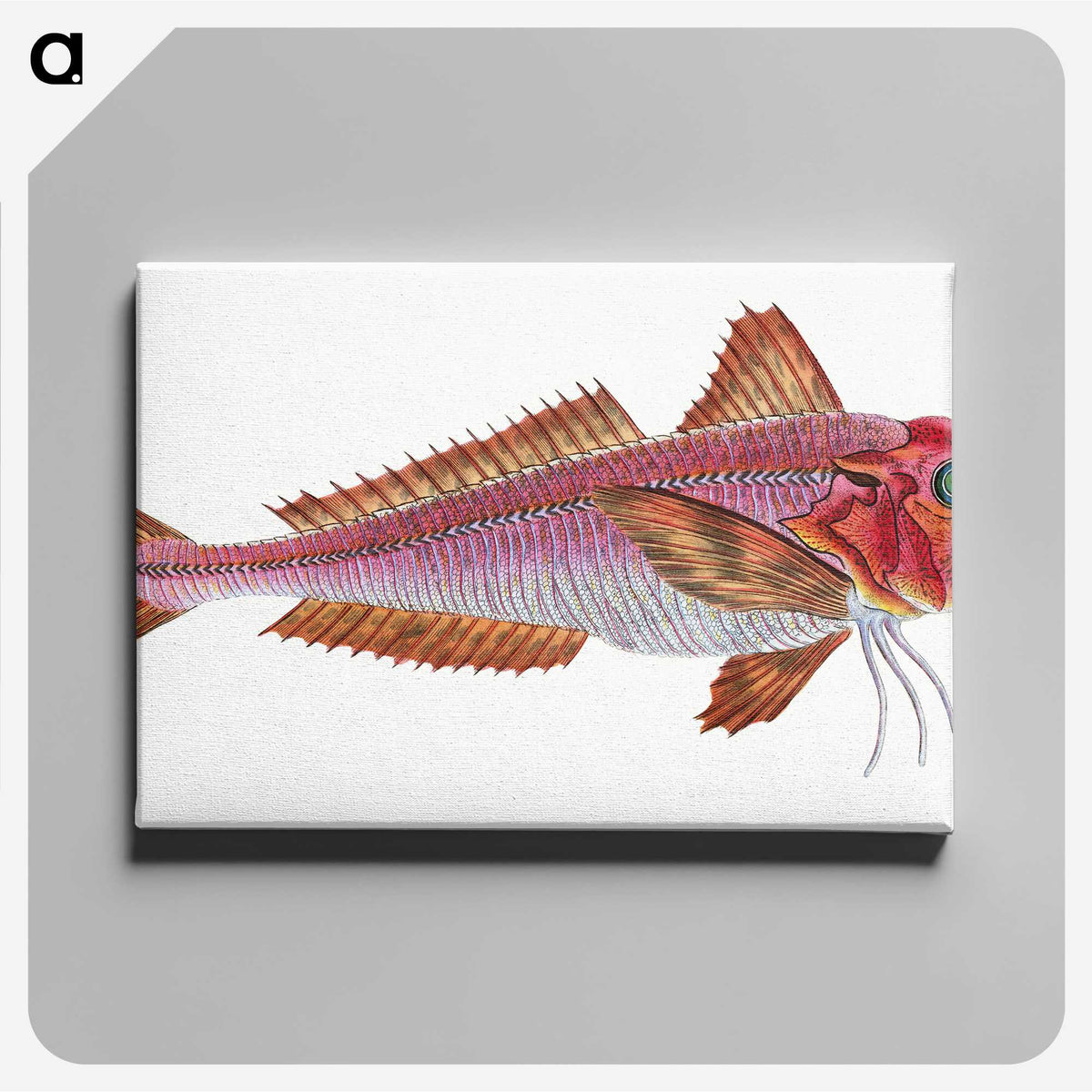 1-65_The-Natural-History-of-British-Fishes_canvas