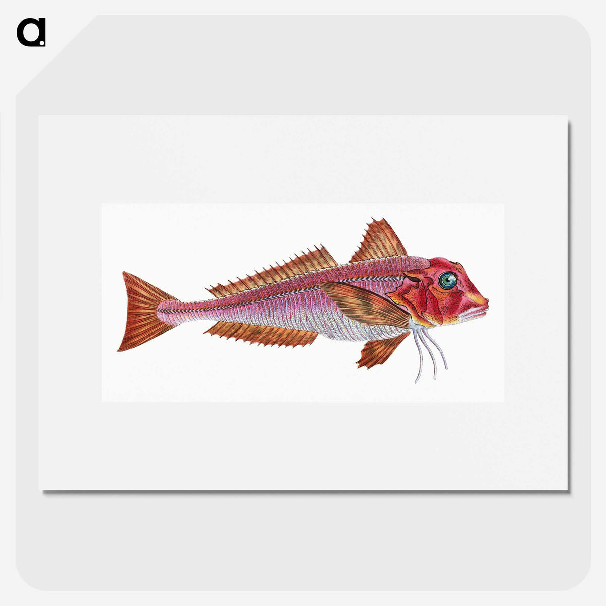 1-65_The-Natural-History-of-British-Fishes_picture