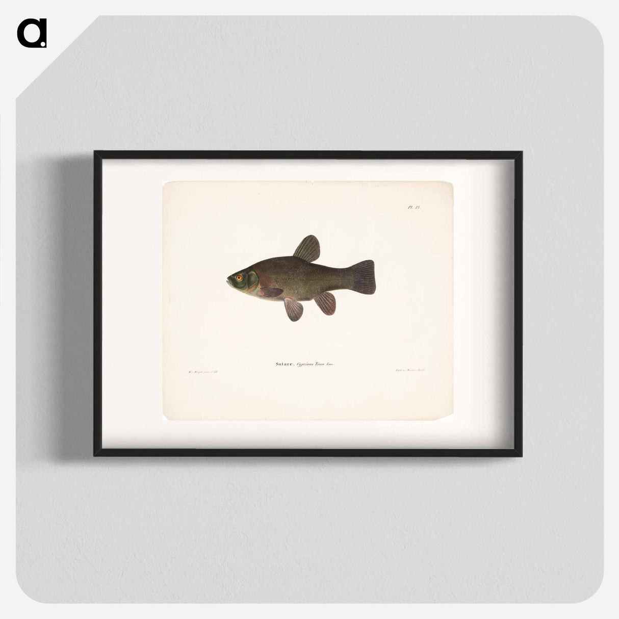 Tench - ヴィルヘルム フォン ライト Poster.