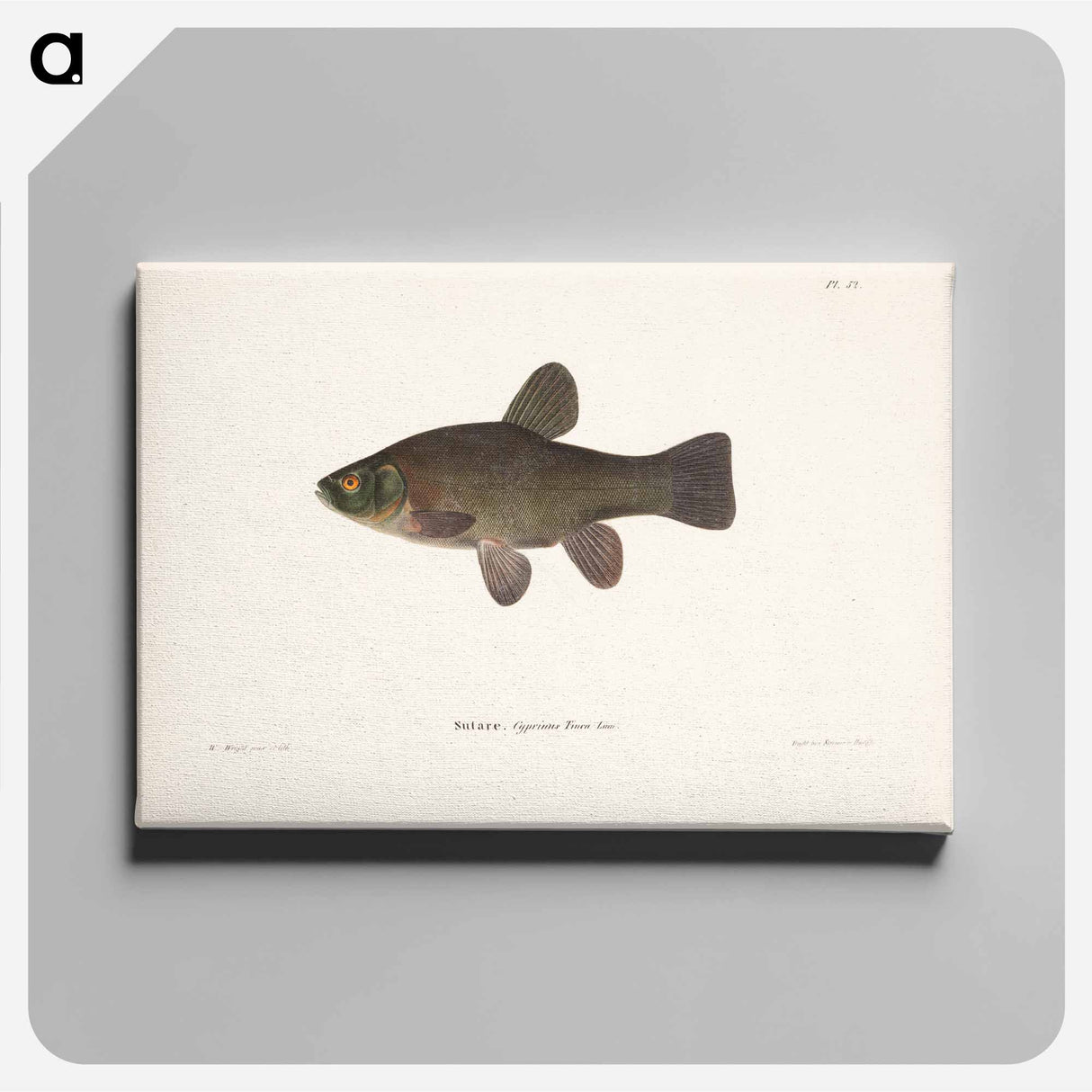 Tench - Wilhelm von Wright Canvas.