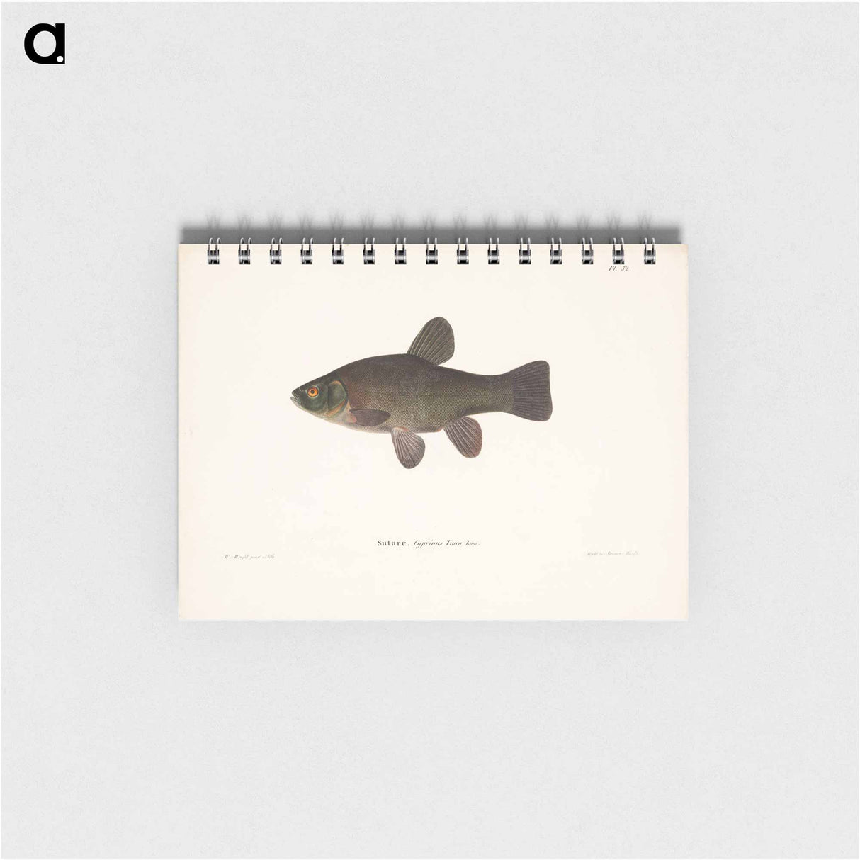 Tench - ヴィルヘルム フォン ライト Memo.