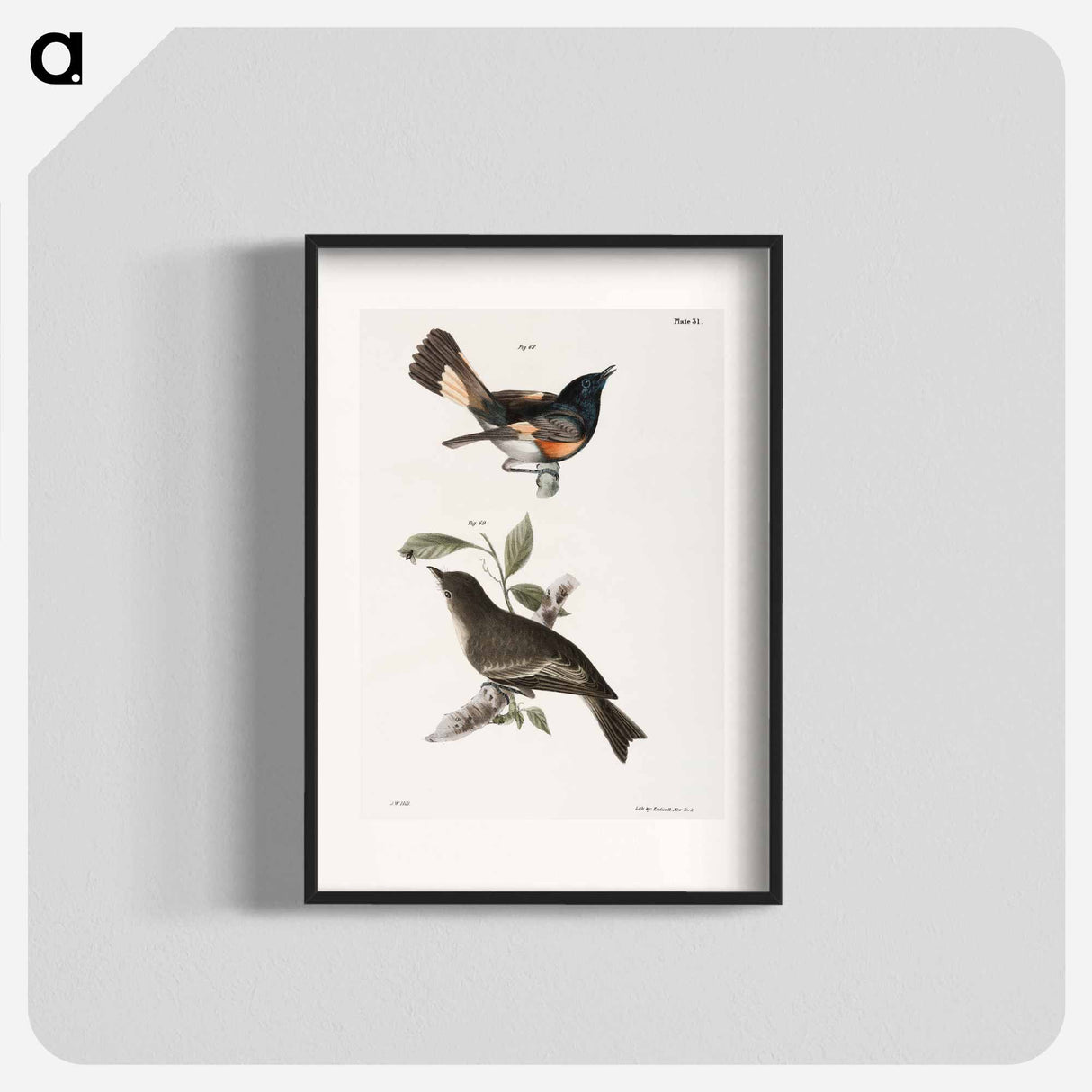 The American Redstart - ニューヨークの動物学 Poster.