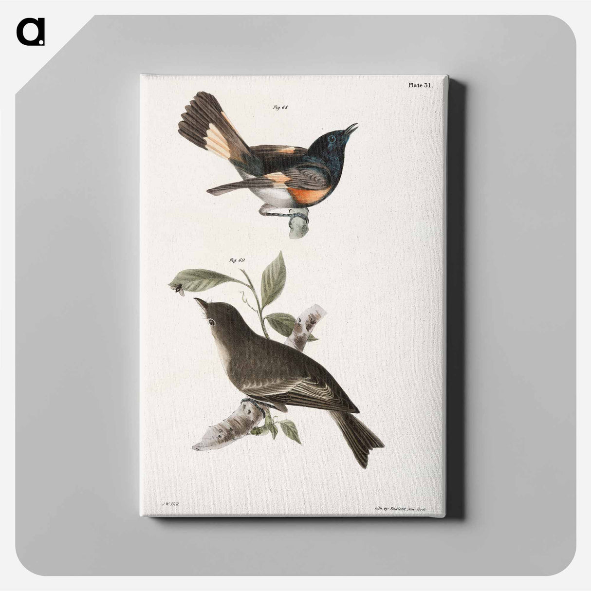 The American Redstart - ニューヨークの動物学 Canvas.