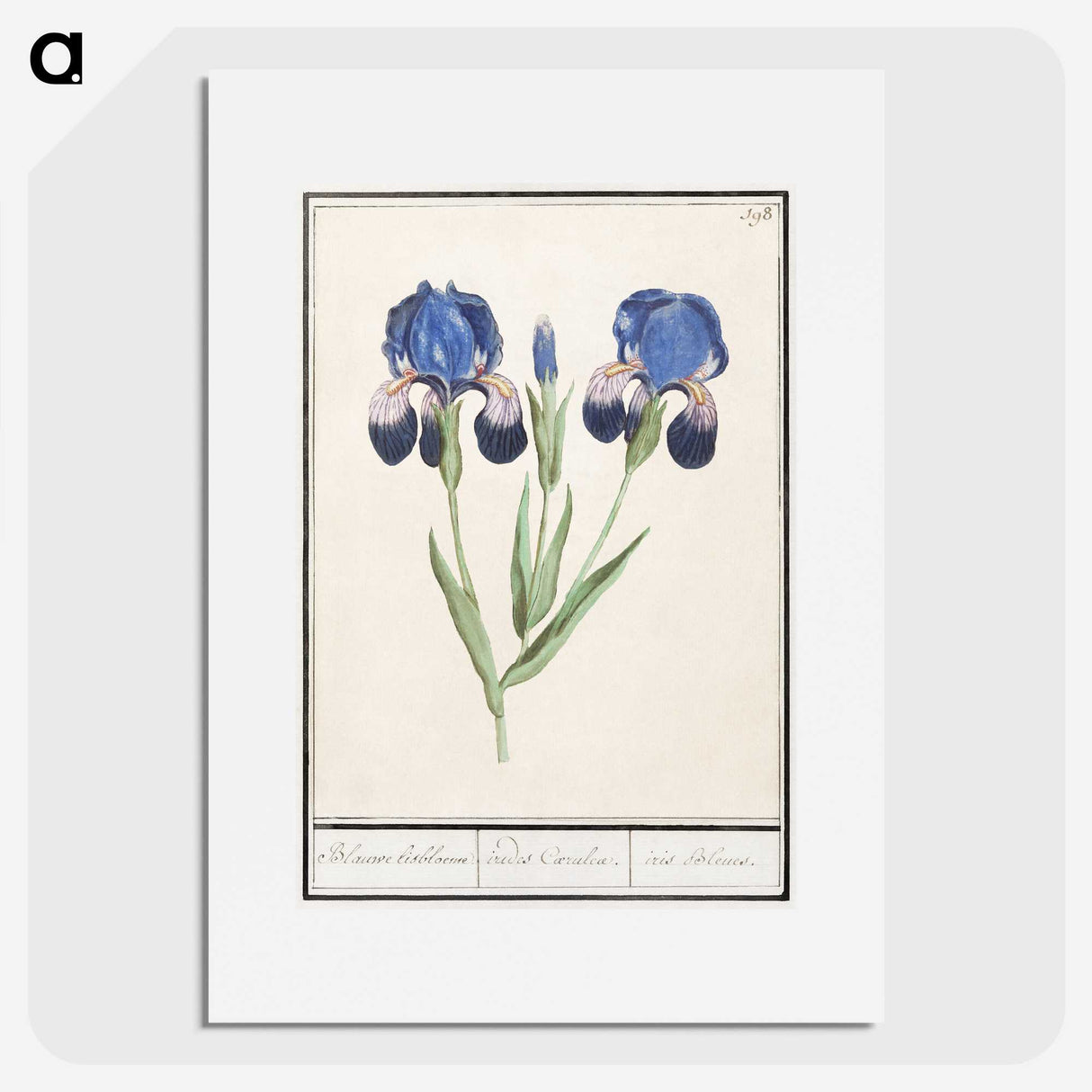 1-66_Anselmus-Boetius-de-Boodt_picture