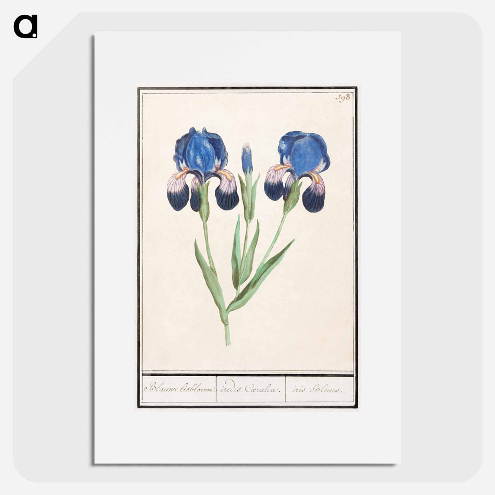 Purple iris - アンセルムス ボエティウス デ ブート Poster.