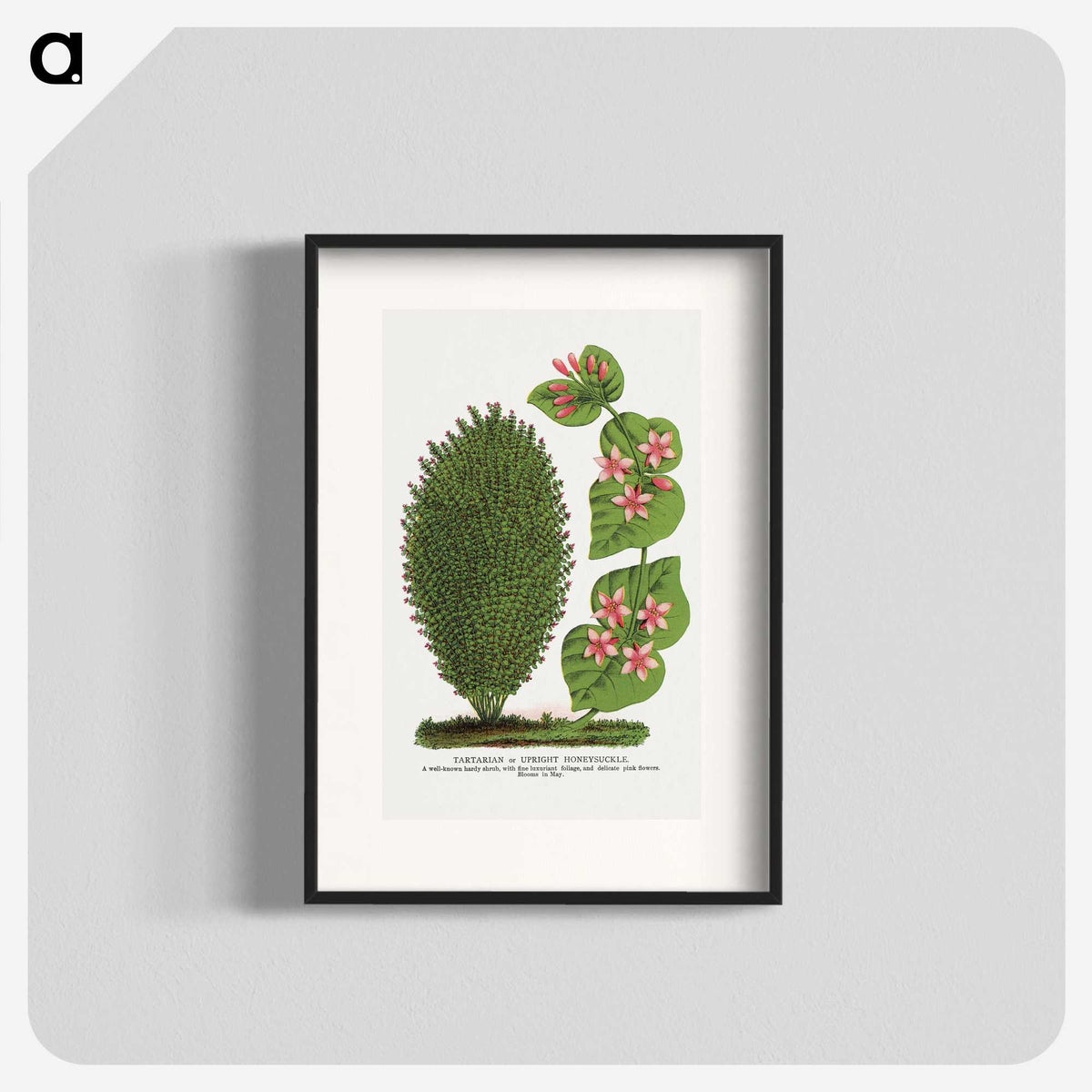 1-66_Botanical-Specimen-Plates_blk