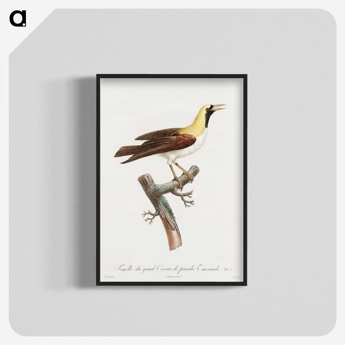 1-66_Des-Oiseaux-de-Paradis_blk-crop
