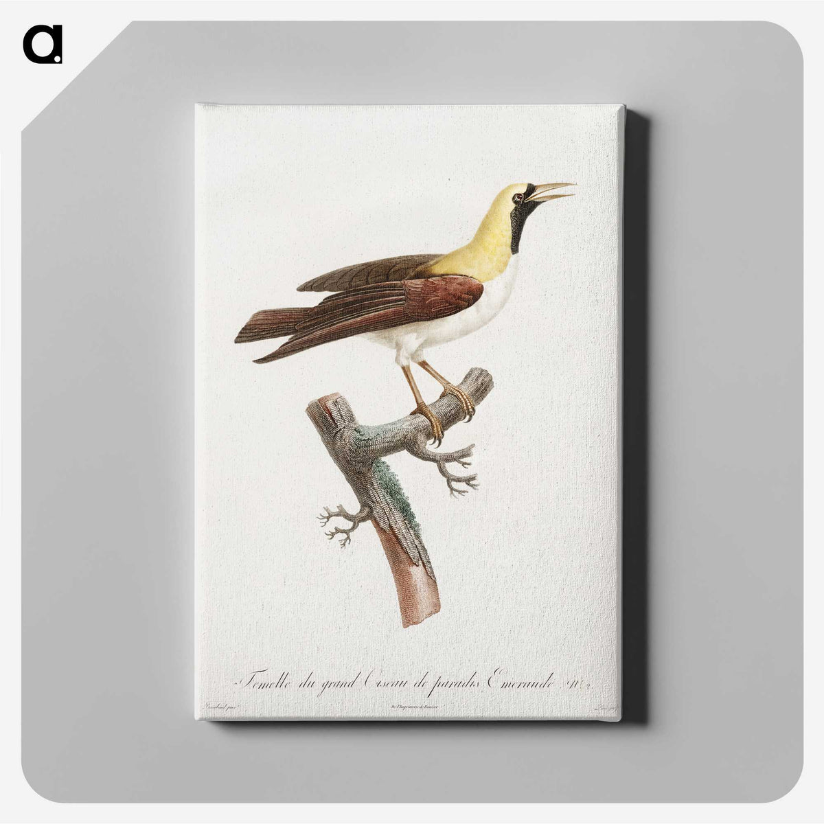 1-66_Des-Oiseaux-de-Paradis_canvas