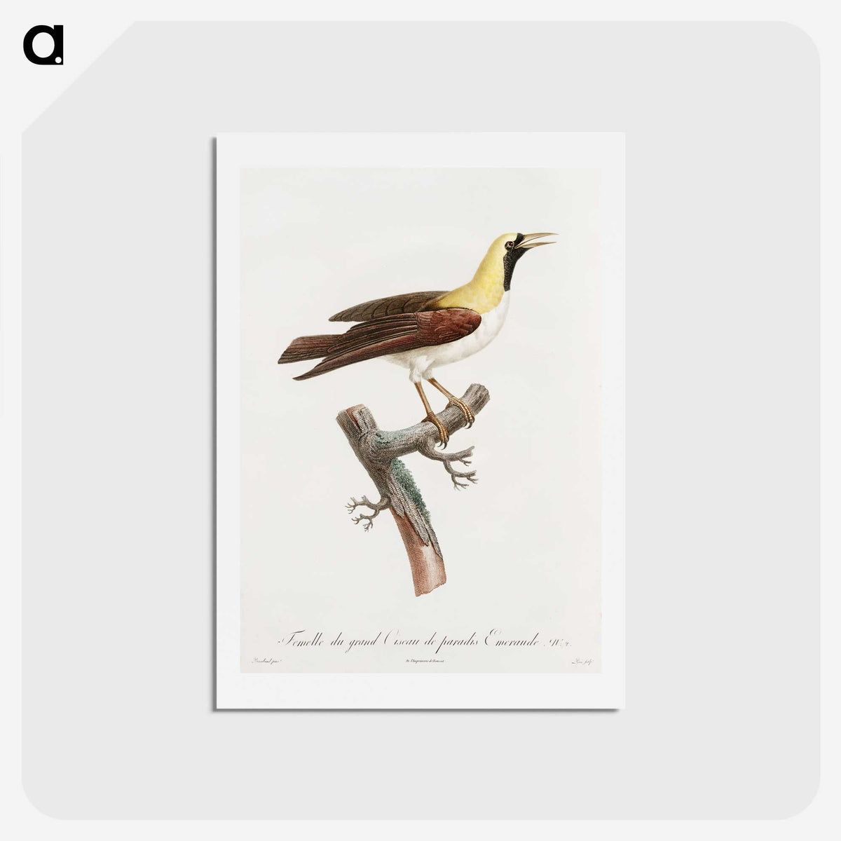 1-66_Des-Oiseaux-de-Paradis_hagaki