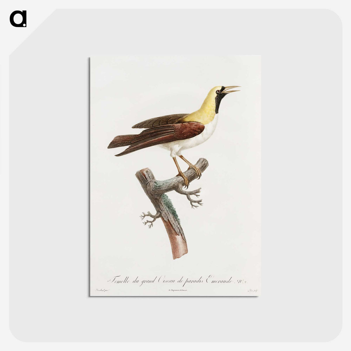 1-66_Des-Oiseaux-de-Paradis_postcard