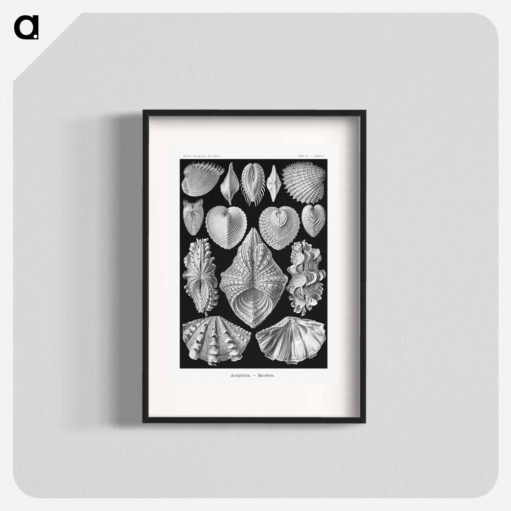 Acephala–Muscheln from Kunstformen der Natur - エルンスト ヘッケル Poster.