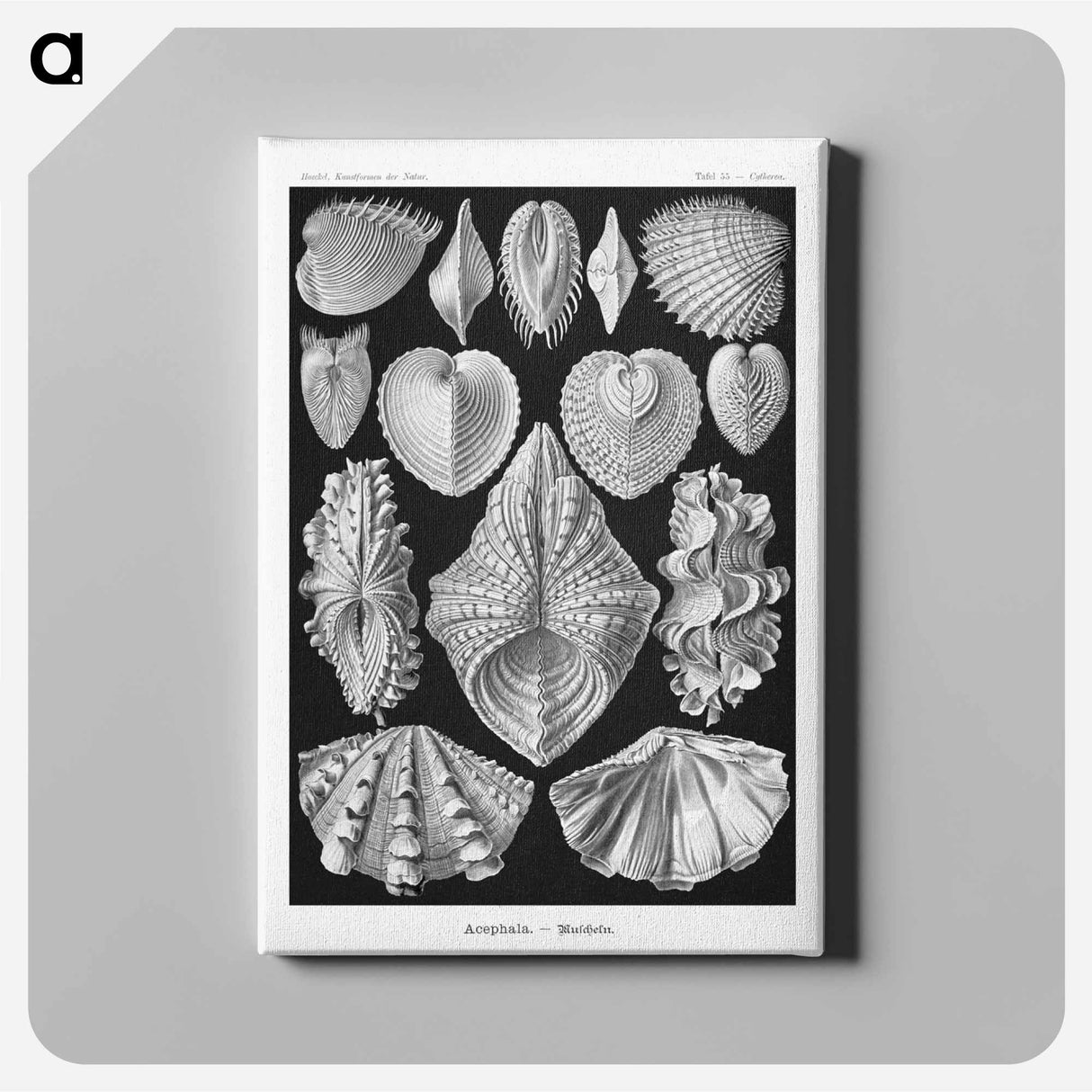 アートパネル-Acephala–Muscheln from Kunstformen der Natur - エルンスト ヘッケル Canvas.