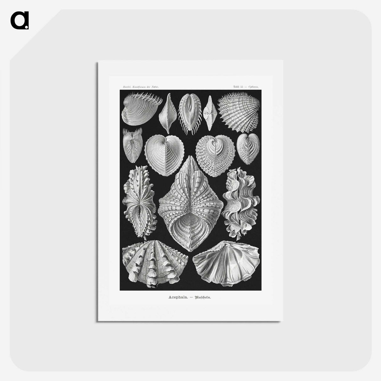 1-66_Ernst-Haeckel_hagaki