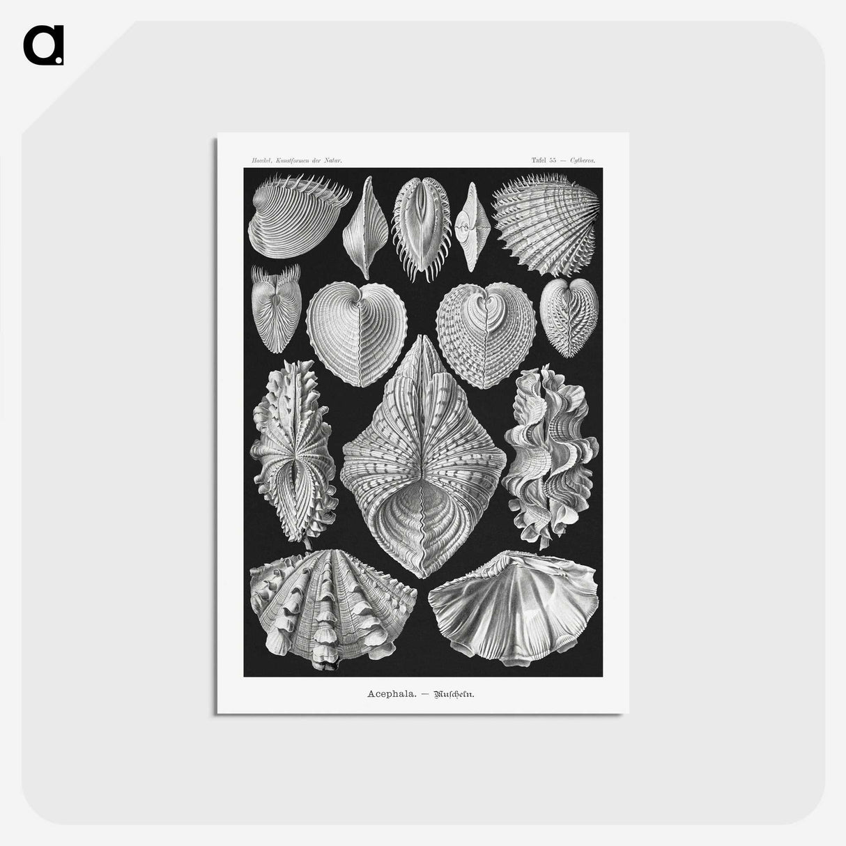 1-66_Ernst-Haeckel_postcard