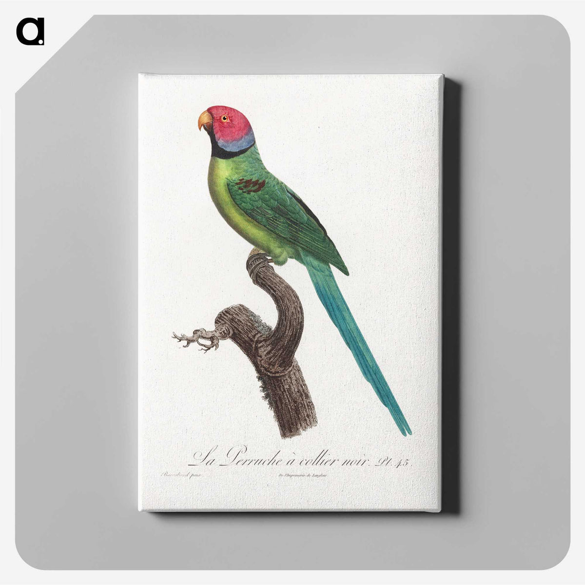 1-66_Francois-Levaillant_canvas