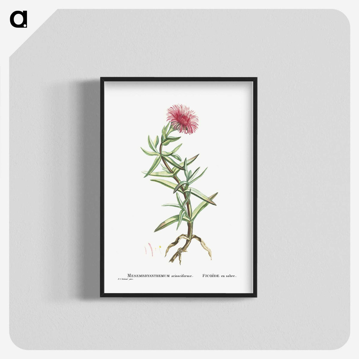 1-66_Histoire-des-Plantes-Grasses_blk-crop