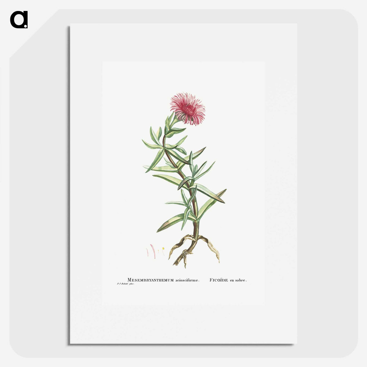 1-66_Histoire-des-Plantes-Grasses_picture