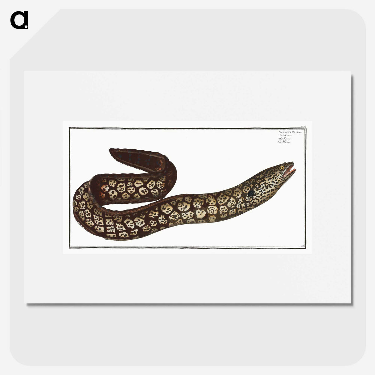 1-66_Ichtyologie-ou-Histoire-naturelle_picture