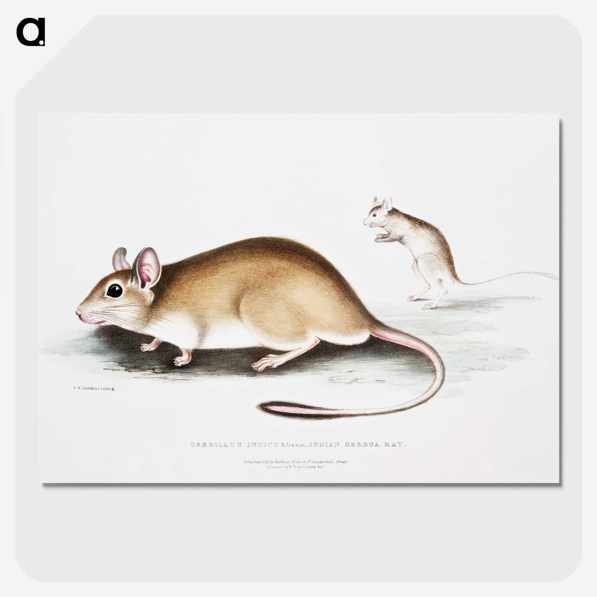 1-66_Indian-Zoology_picture-crop