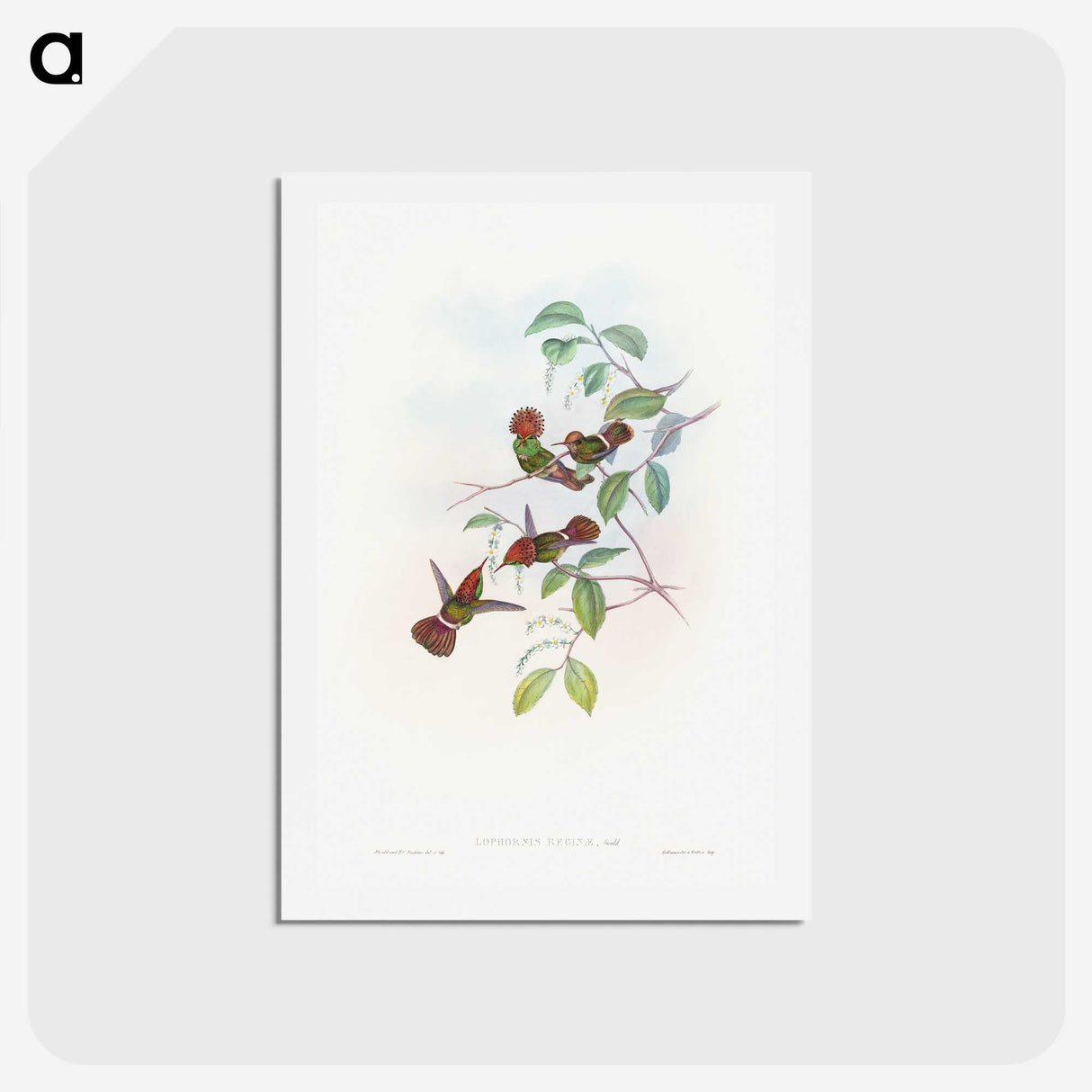 1-66_John-Gould_hagaki