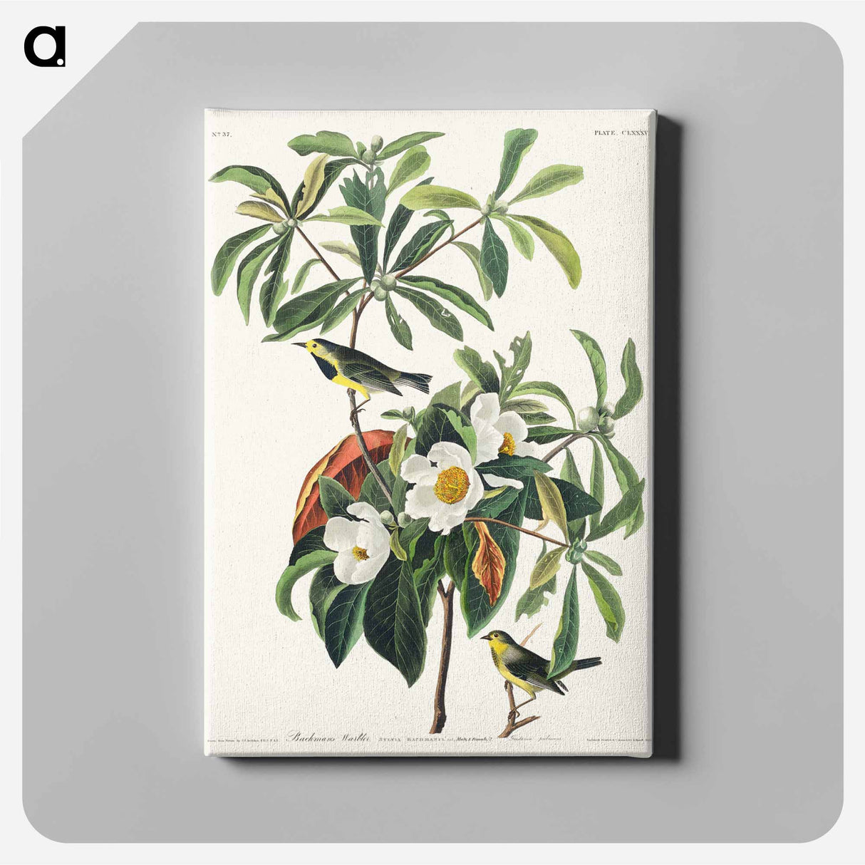 アートパネル-Bachman's Warbler
- ジョン ジェームス オーデュボン Canvas.