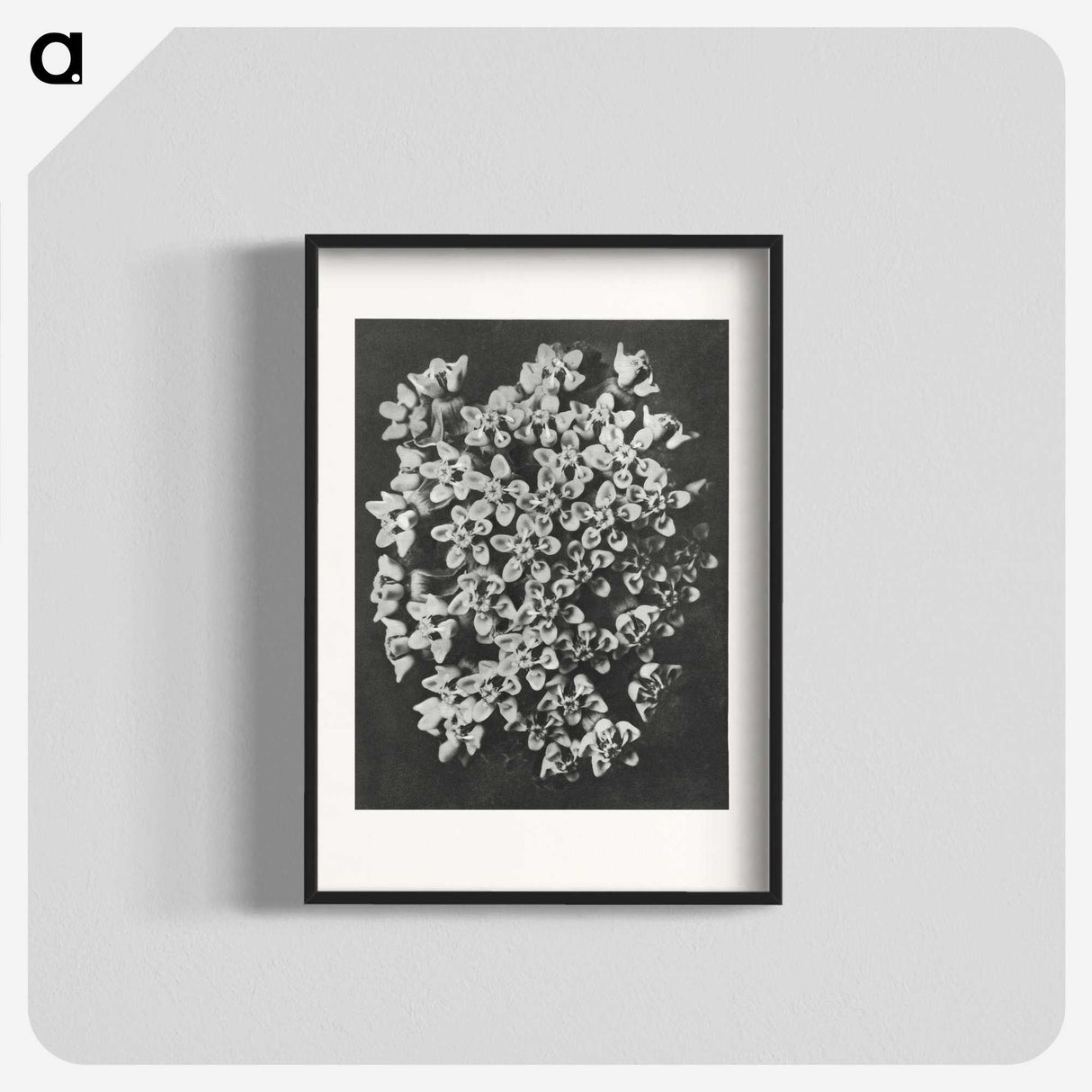1-66_Karl-Blossfeldt_blk